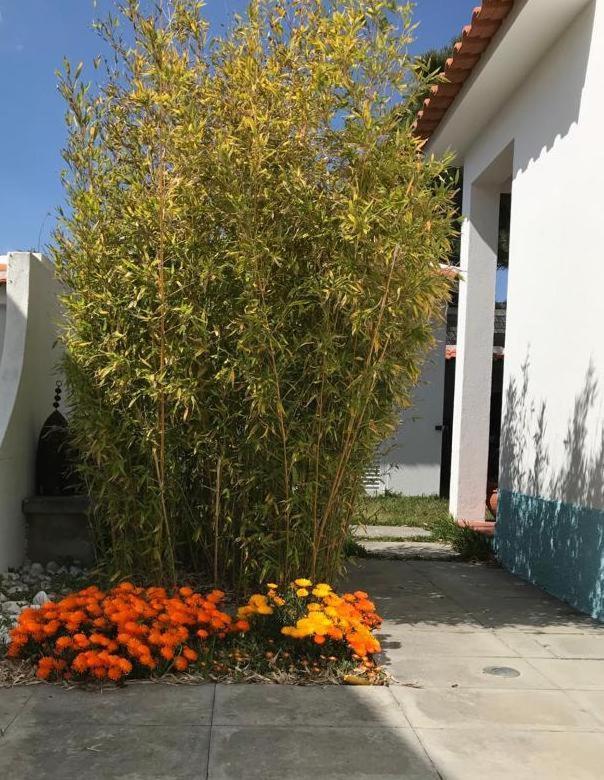Areias Santa Cruz Beach House מראה חיצוני תמונה